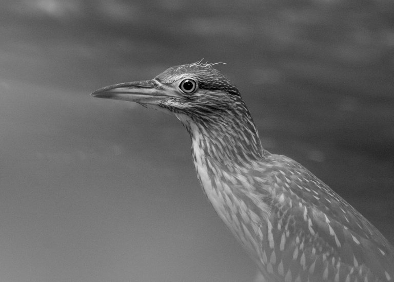DSC_7085.jpg