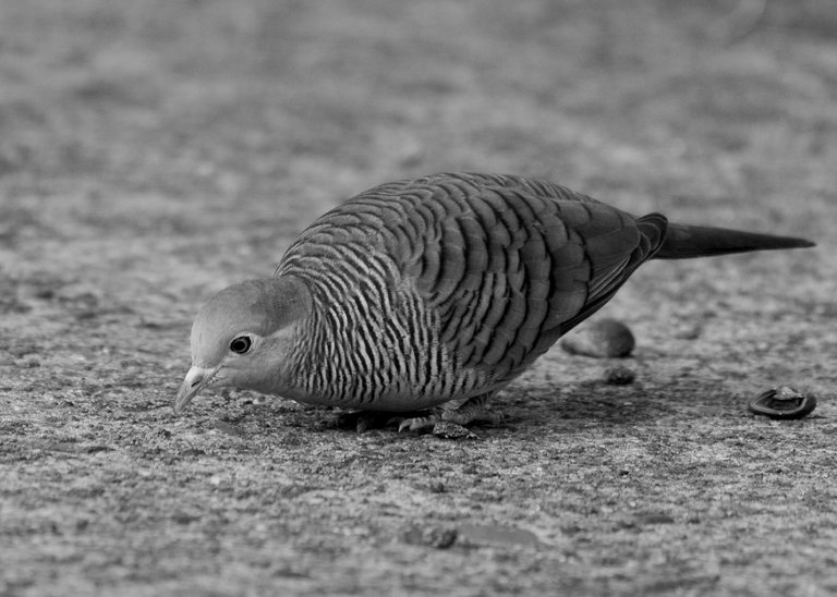 DSC_5723.jpg