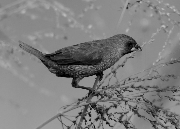 DSC_7903.jpg