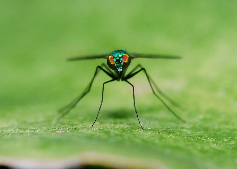 DSC_4412.jpg