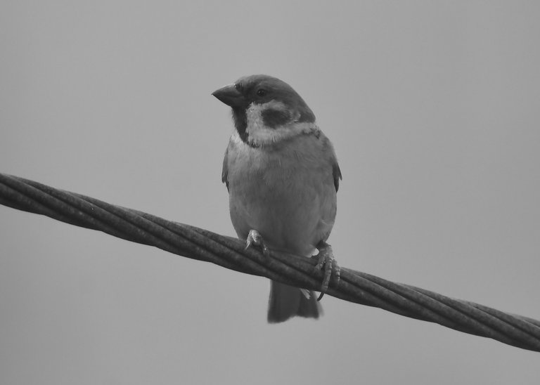 DSC_3285.jpg