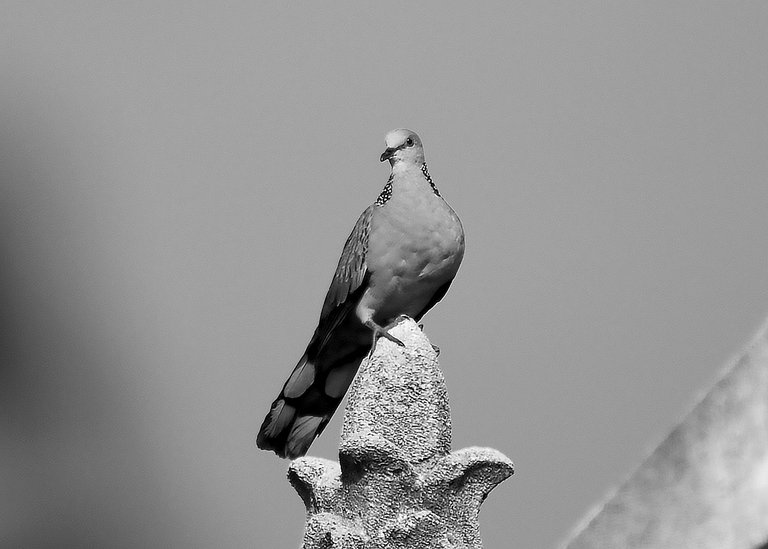 DSC_8816.jpg