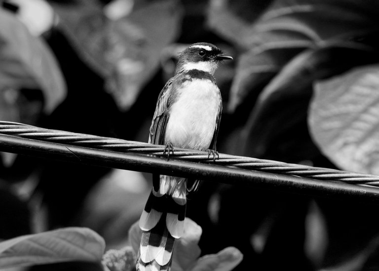 DSC_2779.jpg