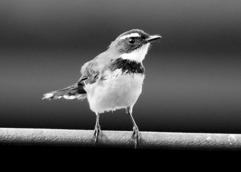 DSC_3366.jpg