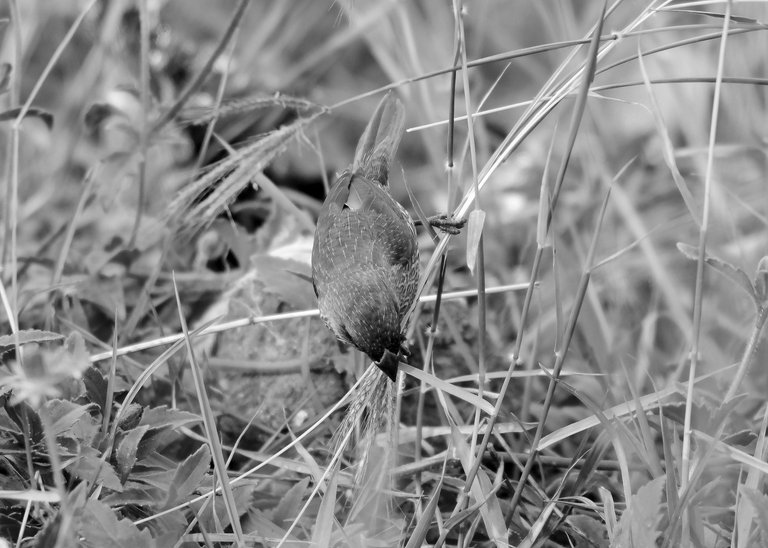 DSC_1591.jpg