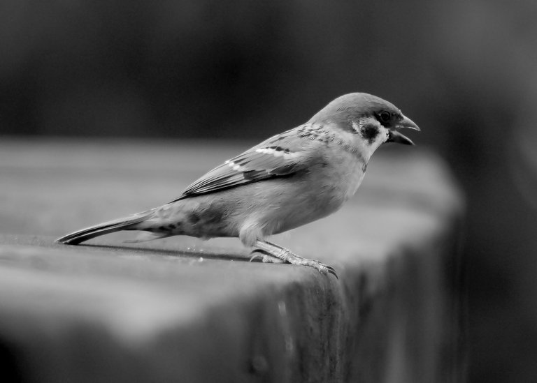 DSC_2631.jpg
