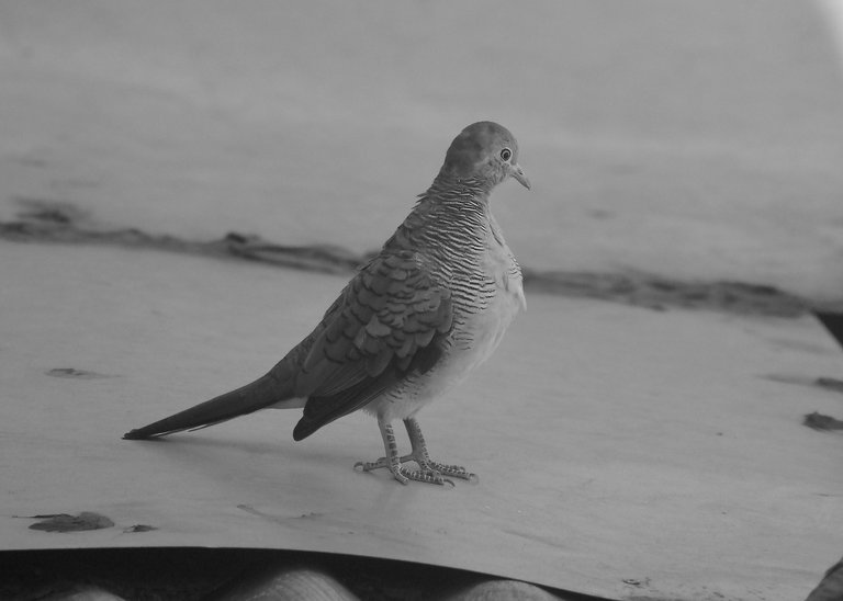 DSC_3686.jpg