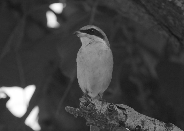 DSC_1454.jpg
