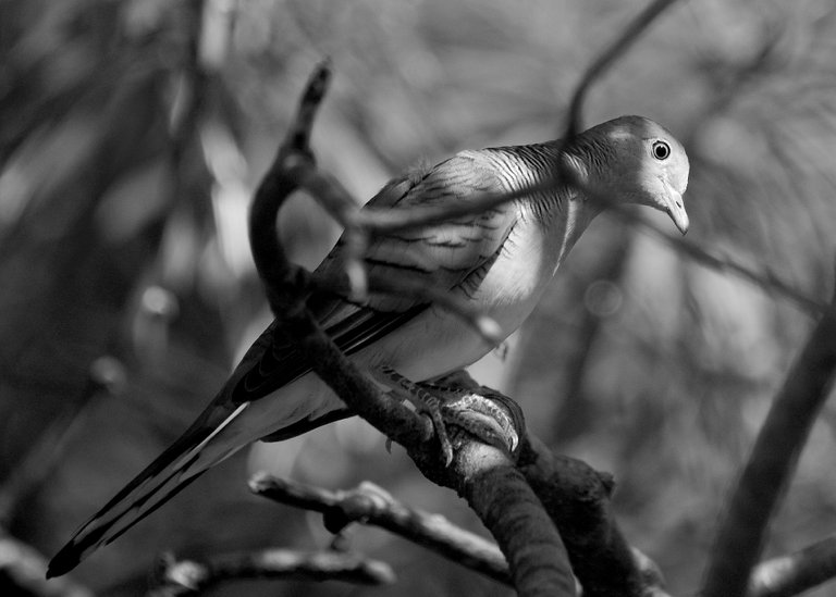 DSC_9010.jpg