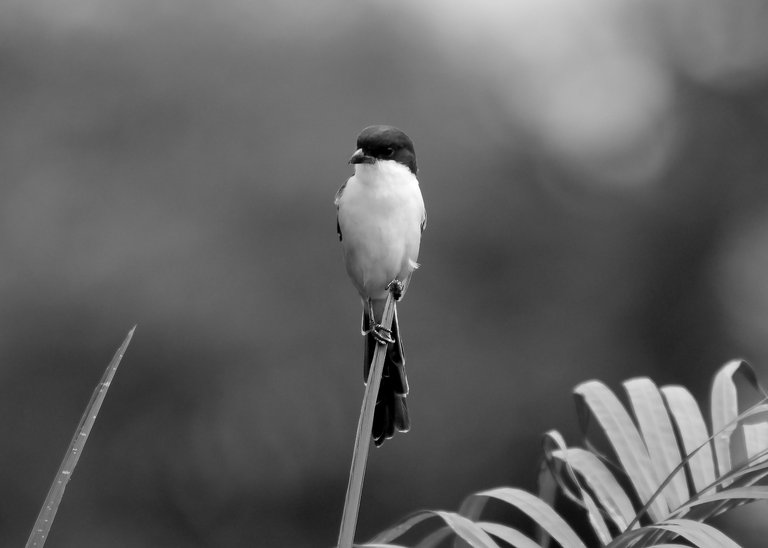 DSC_2941.jpg