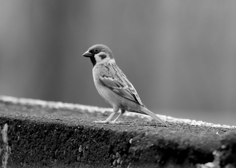 DSC_5391.jpg