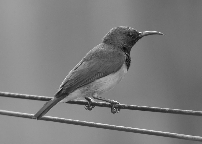 DSC_1396.jpg