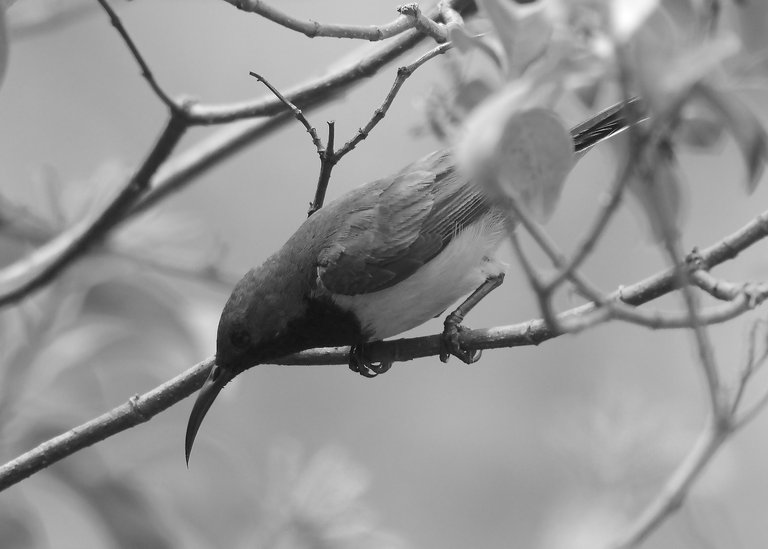 DSC_0050.jpg