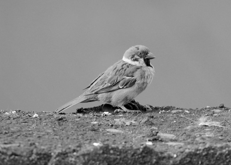 DSC_8235.jpg