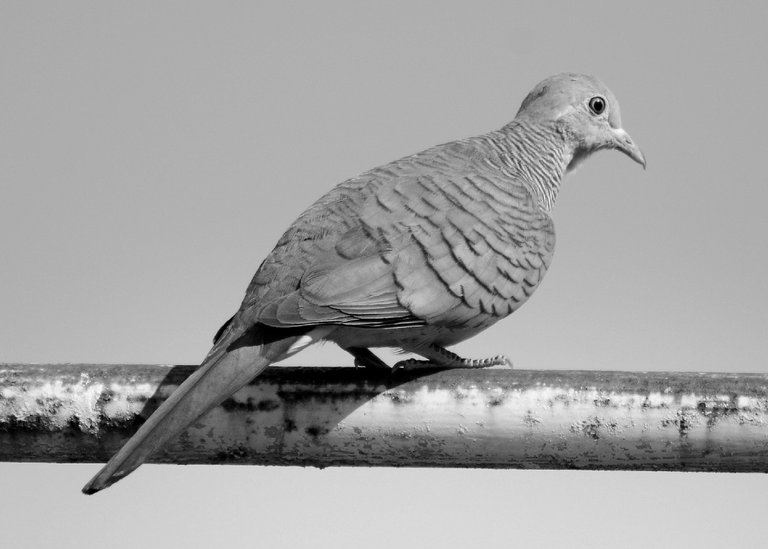 DSC_8641.jpg