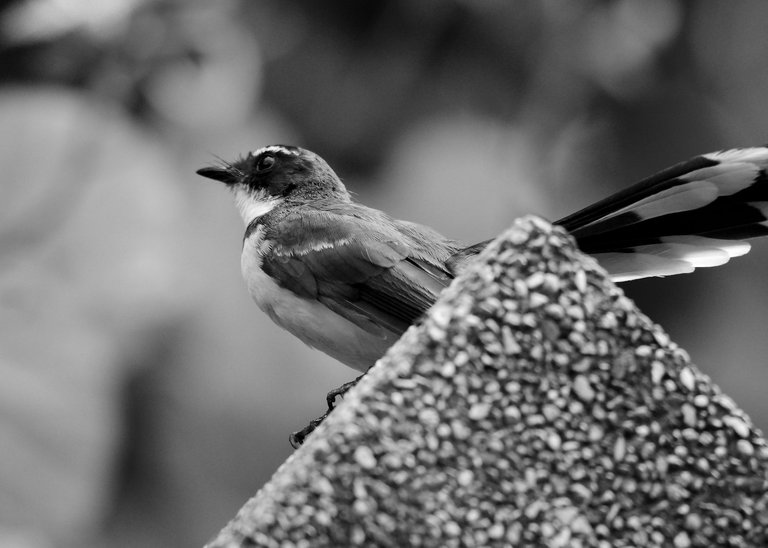 DSC_6083.jpg