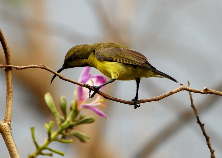 DSC_2675.jpg