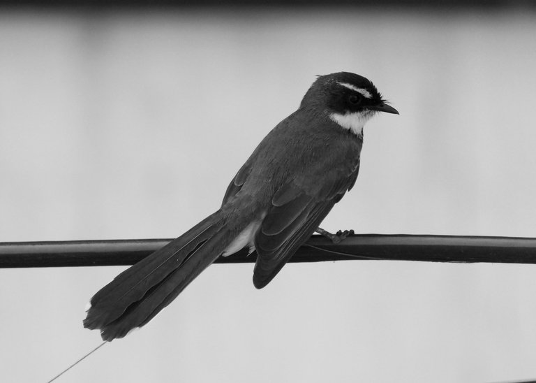 DSC_3731.jpg