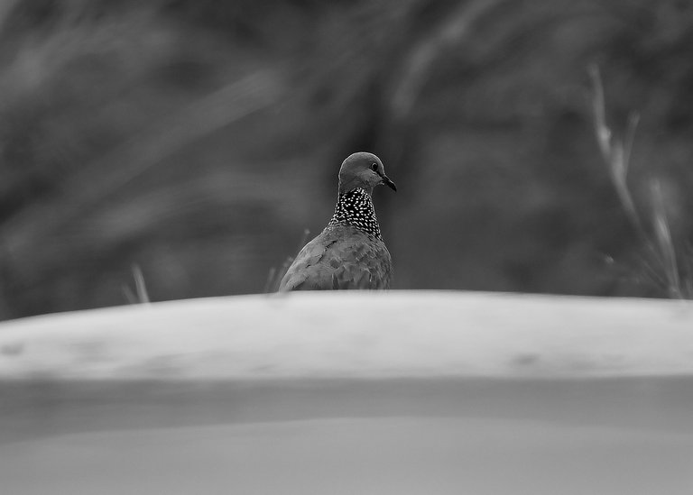 DSC_6532.jpg