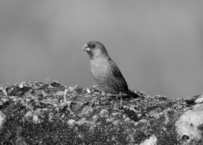 DSC_1566.jpg