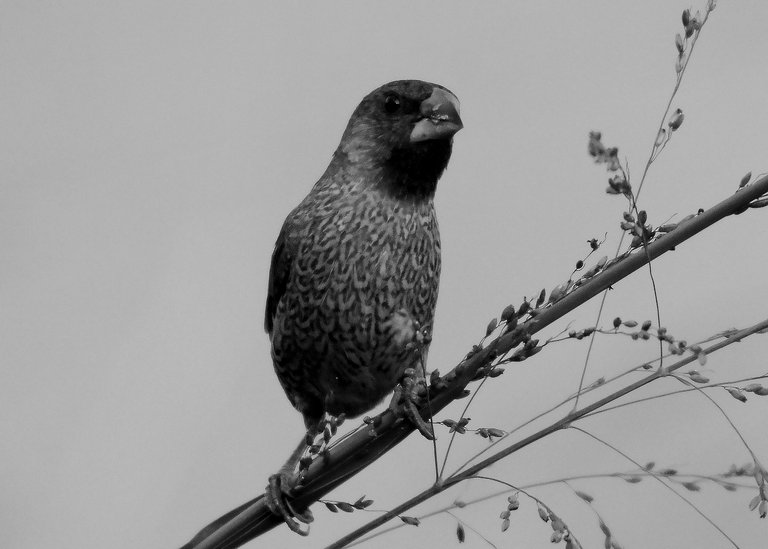 DSC_7882.jpg