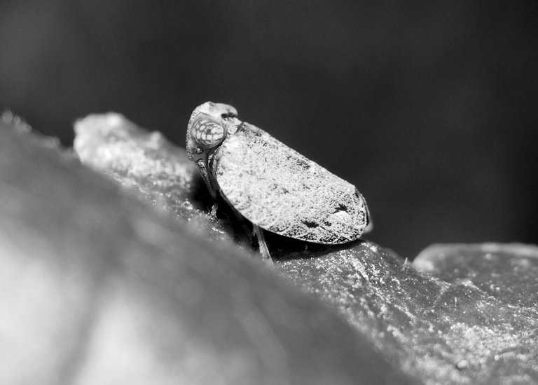 DSC_8924x.jpg