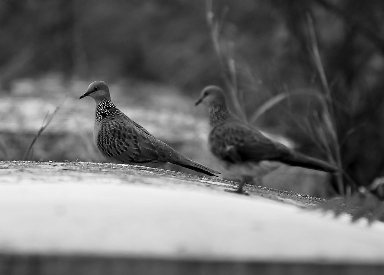 DSC_6527.jpg