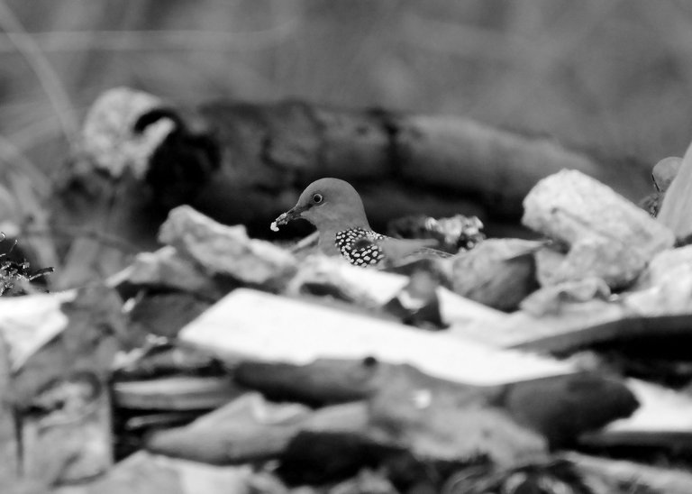 DSC_0292.jpg