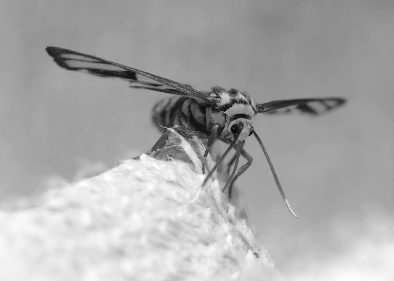 DSC_2171.jpg