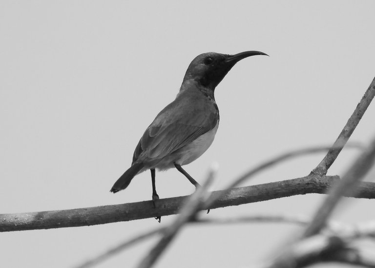 DSC_9203.jpg