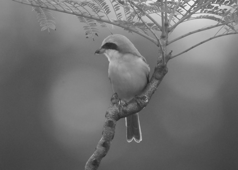 DSC_0022.jpg