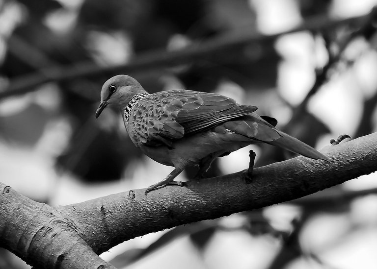 DSC_5836.jpg
