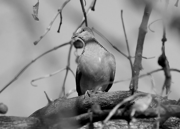 DSC_1817.jpg