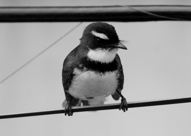 DSC_3763.jpg