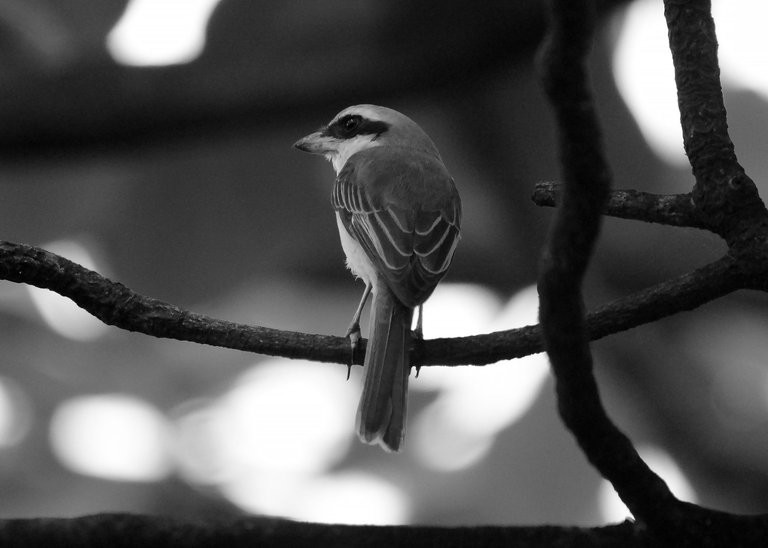 DSC_3976.jpg