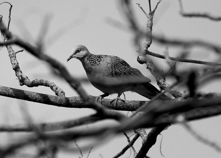 DSC_7810.jpg