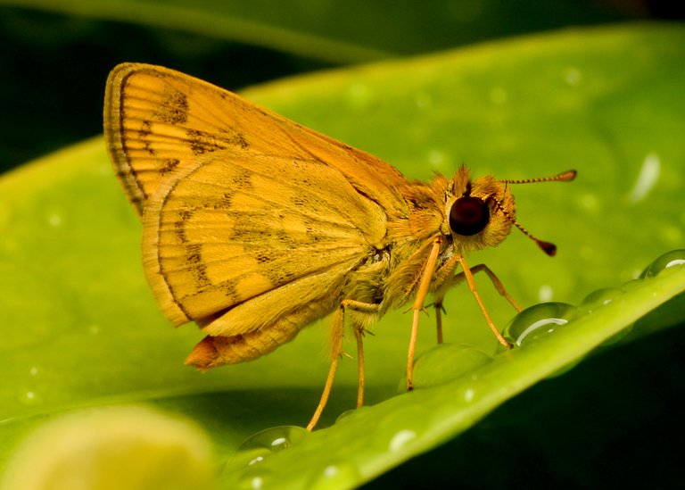 DSC_2417.jpg