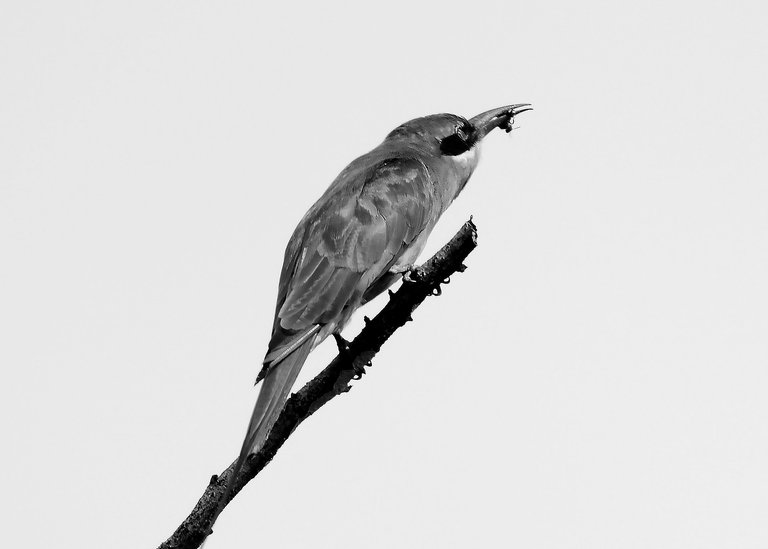 DSC_7061.jpg