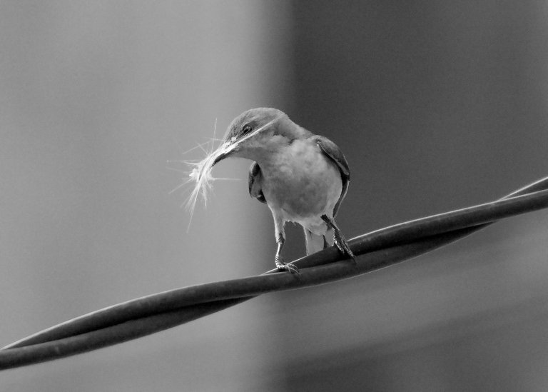 DSC_3131.jpg