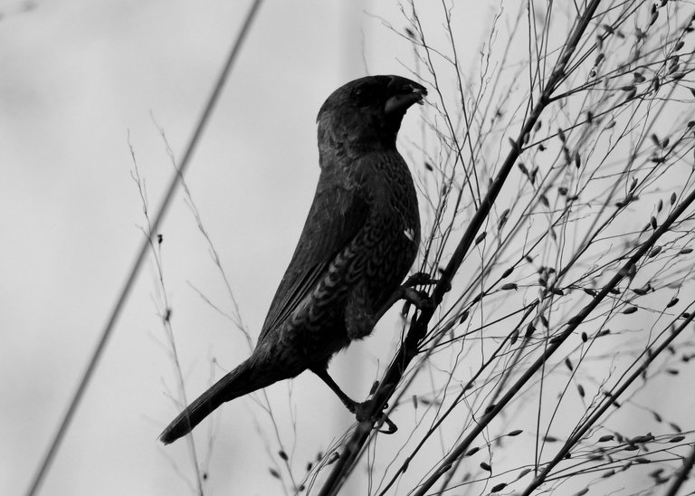 DSC_9733.jpg