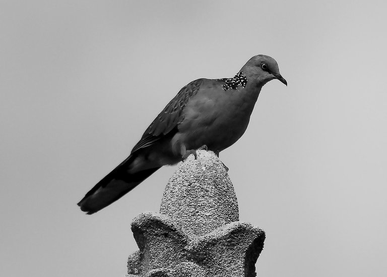 DSC_8830.jpg