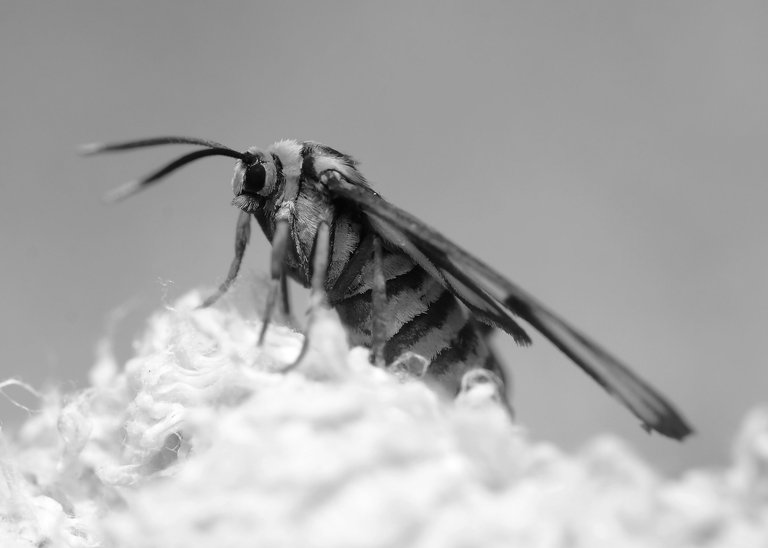 DSC_2204.jpg