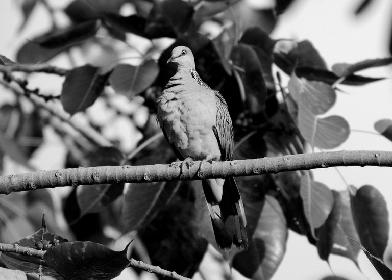 DSC_9656.jpg