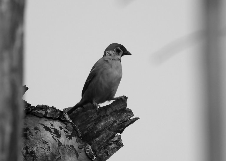 DSC_2894.jpg