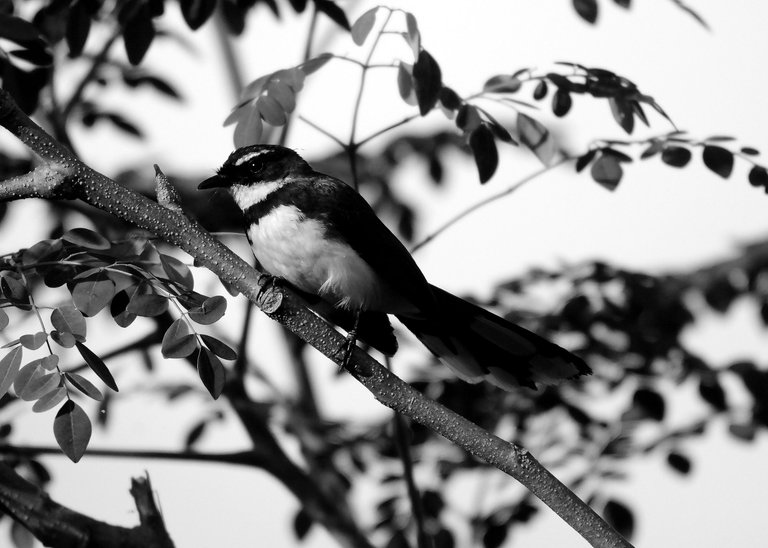 DSC_2089.jpg