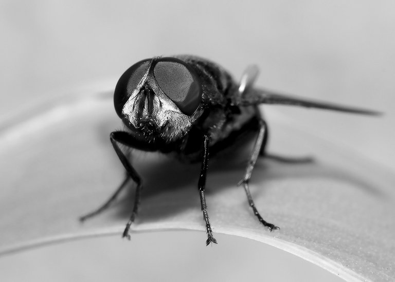 DSC_5252.jpg