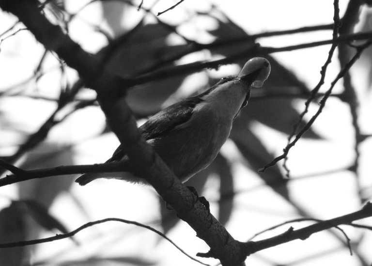 DSC_3611.jpg
