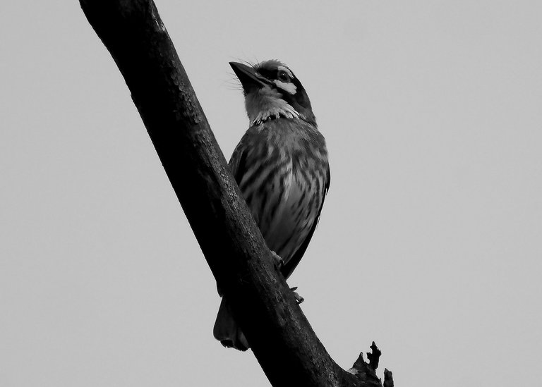 DSC_0103.jpg