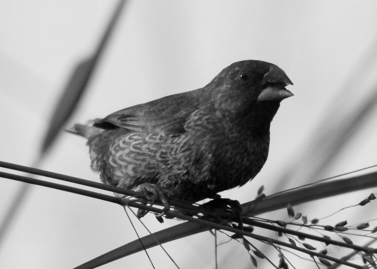 DSC_9742.jpg