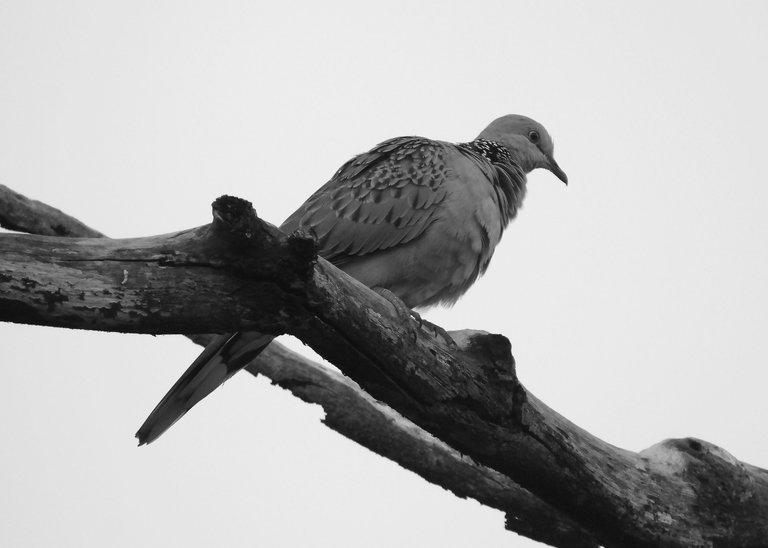 DSC_3981.jpg